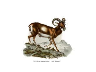 Mouflon européen, 1860